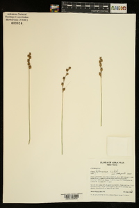 Carex festucacea image