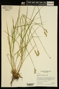 Carex festucacea image