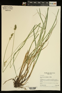 Carex festucacea image