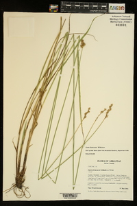 Carex festucacea image