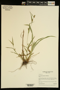 Carex flaccosperma image