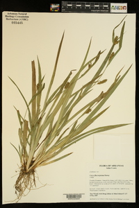 Carex flaccosperma image