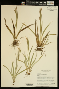 Carex glaucodea image