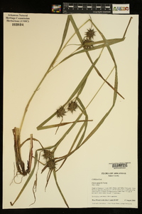 Carex grayi image