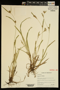 Carex grisea image