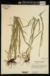 Carex hirtifolia image