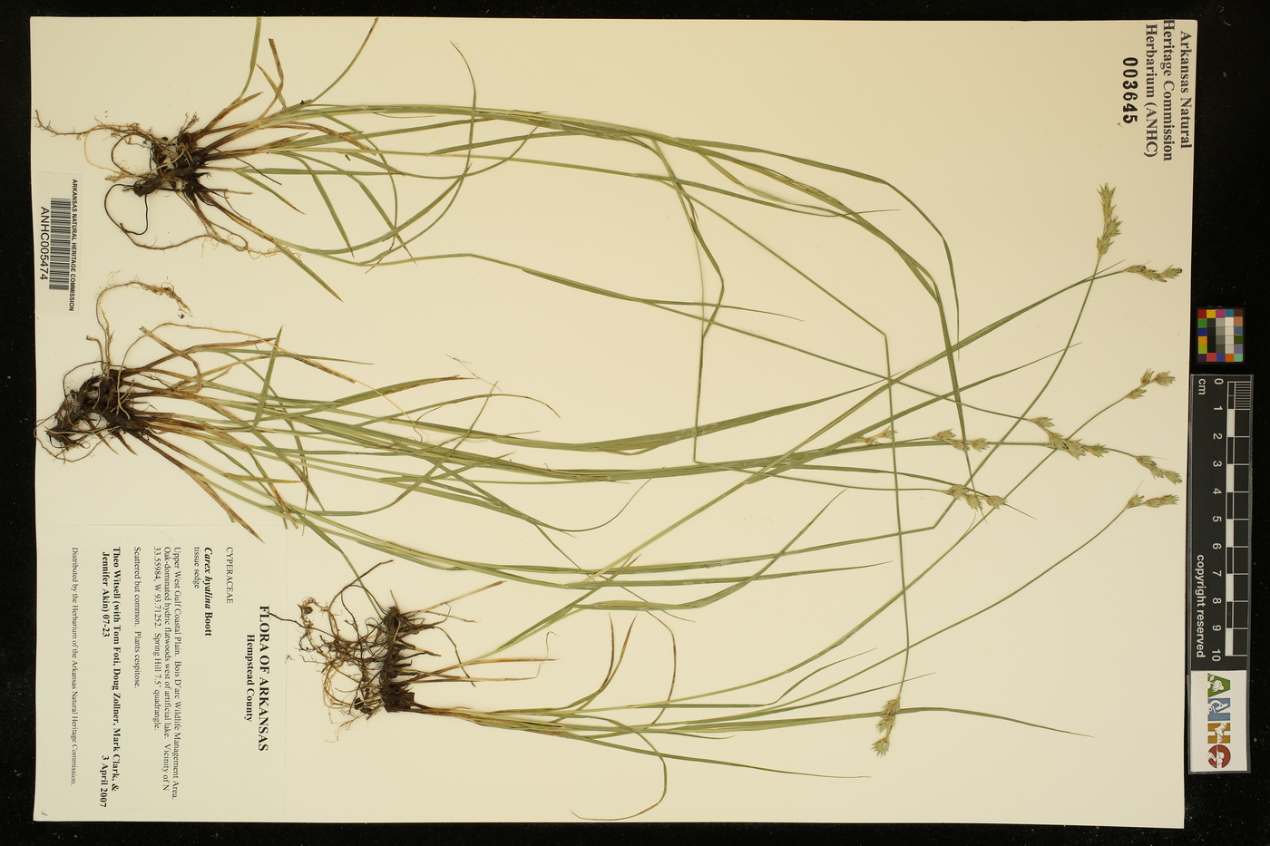 Carex hyalina image