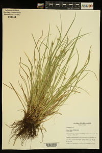 Carex jamesii image