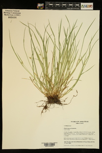 Carex jamesii image