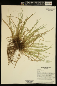 Carex jamesii image