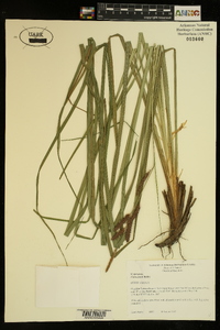 Carex joorii image