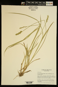 Carex laevivaginata image