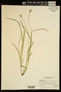 Carex laevivaginata image