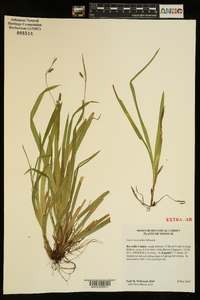 Carex laxiculmis image