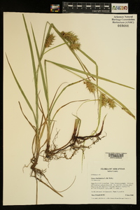 Carex louisianica image