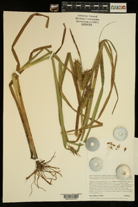 Carex lupuliformis image