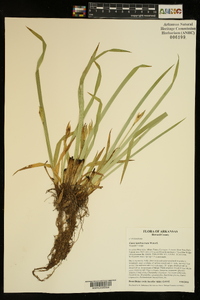 Carex latebracteata image