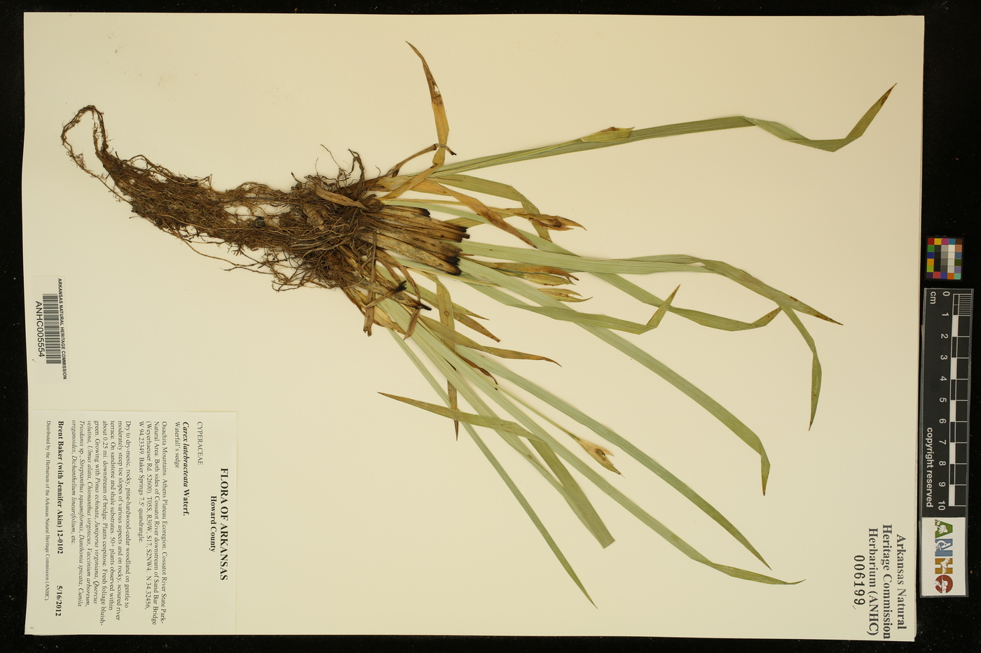 Carex latebracteata image