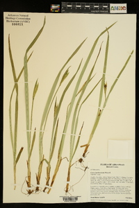 Carex latebracteata image