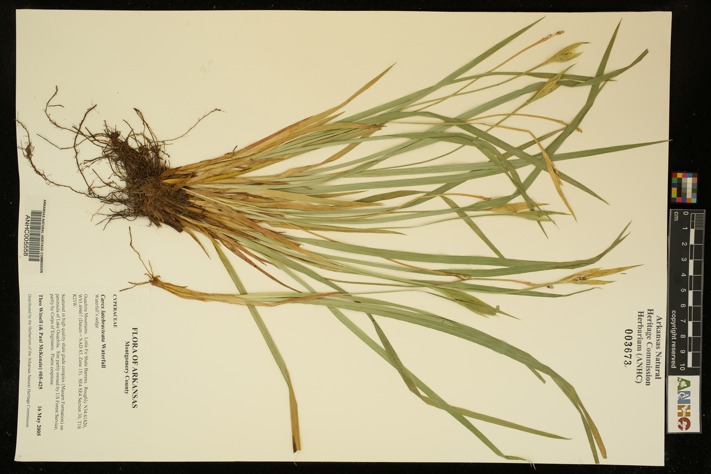 Carex latebracteata image