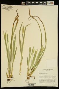 Carex latebracteata image