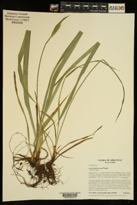 Carex latebracteata image