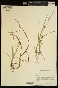 Carex microdonta image