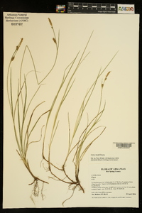 Carex meadii image