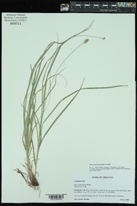 Carex mesochorea image