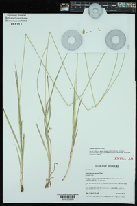 Carex mesochorea image