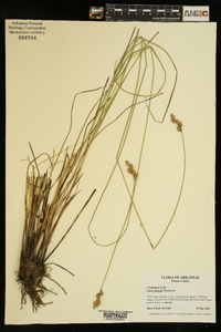 Carex normalis image