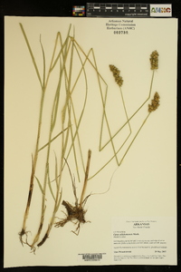 Carex oklahomensis image