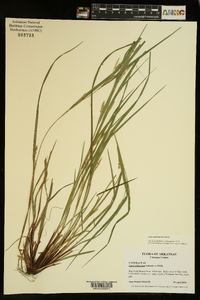 Carex planispicata image