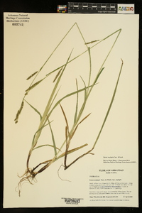 Carex oxylepis image