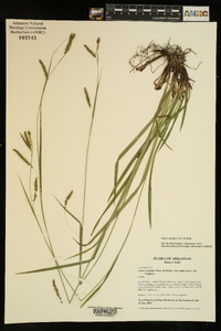 Carex oxylepis image