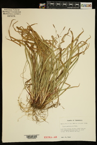 Carex pedunculata image