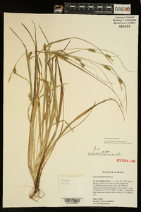 Carex planispicata image