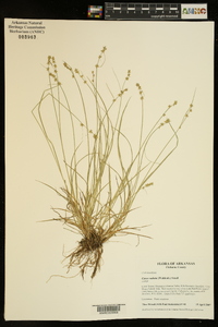 Carex radiata image