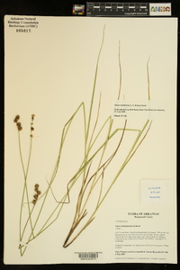 Carex reniformis image