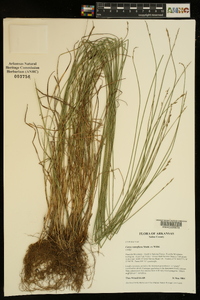 Carex retroflexa image