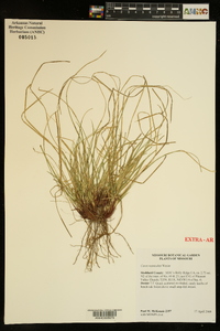 Carex reznicekii image