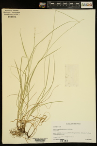 Carex socialis image