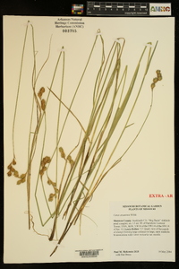 Carex straminea image