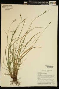 Carex swanii image