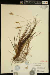 Carex tenax image