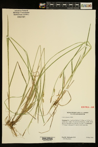 Carex tetanica image