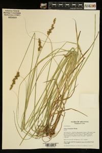Carex triangularis image