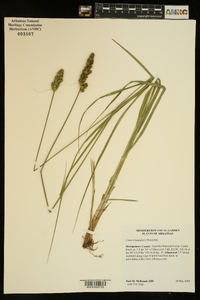 Carex triangularis image