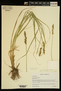 Carex triangularis image