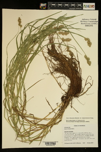 Carex tribuloides var. sangamonensis image